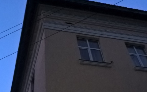 В Сыктывкаре по карнизу трехэтажного здания бегает хорек