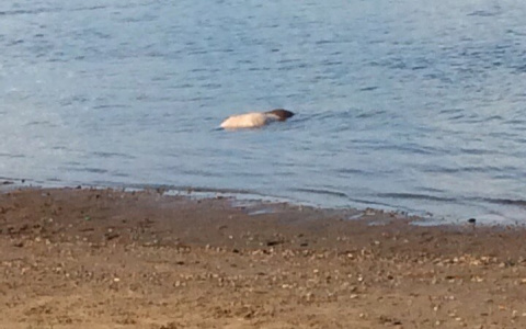 В Сыктывкаре спасатели вытащили из воды тело мужчины