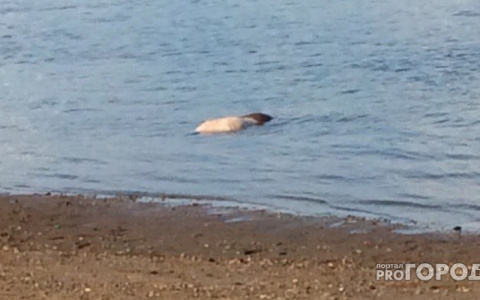 Очевидцы рассказали, как на пляже в Сыктывкаре из воды доставали тело мужчины
