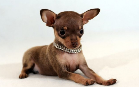 Жительница Коми отвела пса к ветеринару, а позже нашла его тело на улице