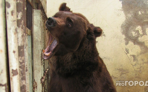 Рядом с этнопарком в Коми бродит медведь