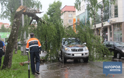 Сыктывкарка за рулем «Ленд Крузера» рассказала, как на нее упало дерево (фото, видео)