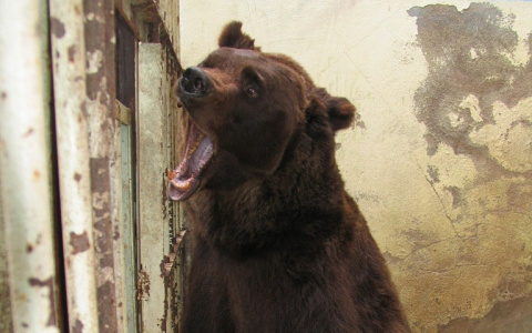 На пляже близ Сыктывкара бродят голодные медведи