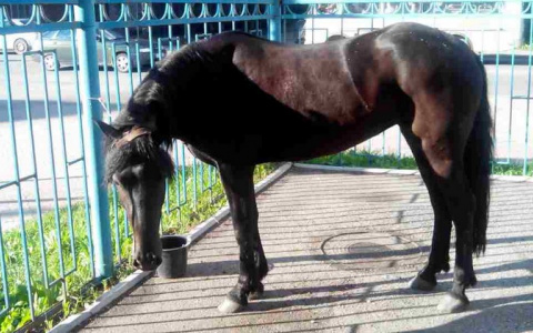 В Сыктывкаре ищут хозяина потерявшейся лошади