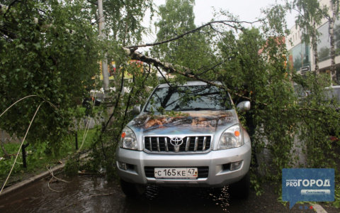 Появилось видео момента, как в центре Сыктывкара на "Ленд Крузер" упало дерево