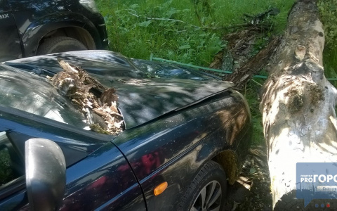 В Сыктывкаре дерево обрушилось на припаркованный автомобиль (фото)