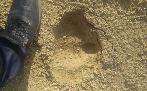 В Коми голодные медведи бродят по кладбищу