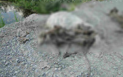 На обочине дороги в Коми обнаружили мешки, полные костей (фото 16+)