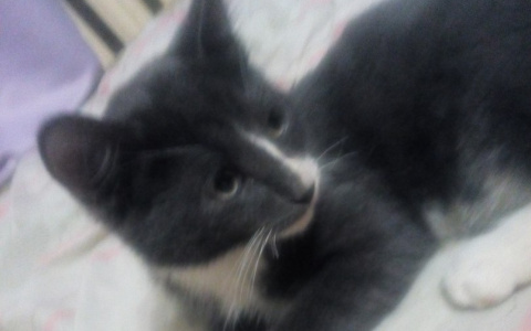 В Сыктывкаре девочка обиделась на котенка и выкинула его с 4 этажа (фото)