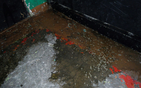 В Коми квартиру с тремя трупами нашли по опарышам в подъезде (фото)