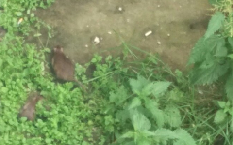 В Сыктывкаре жирные 30-сантиметровые крысы пугают жильцов многоквартирного дома (фото)