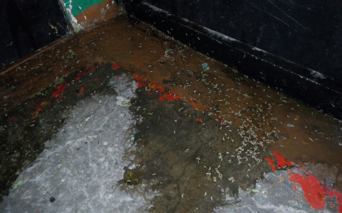 Появилось видео из квартиры в Коми, в которой нашли три трупа по опарышам