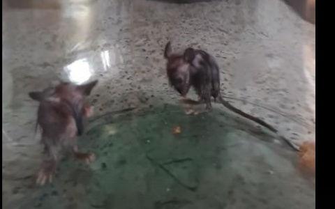 У девушки из Коми дома неожиданно поселились странные зверьки (фото)