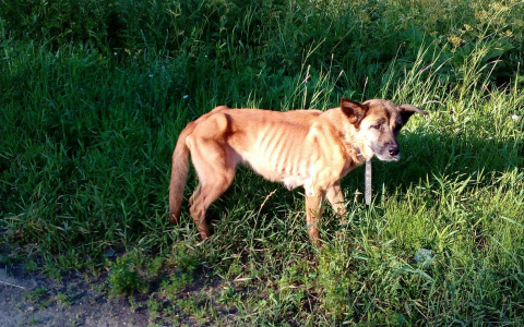 Под Сыктывкаром истощённая собака с поводком на шее вышла на трассу умирать (фото)