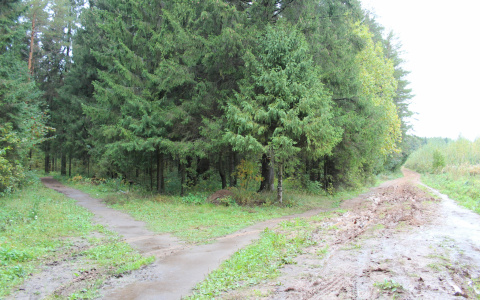 В Коми 80-летний мужчина ушел в лес за ягодами и пропал