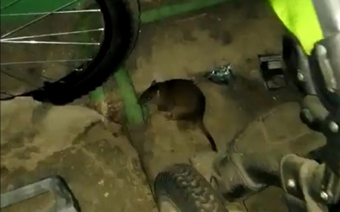 В Сыктывкаре грязные крысы ползают и живут в детских колясках (видео)