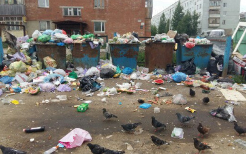 В Коми помойная крыса набросилась на ребенка