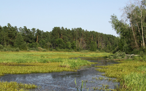 В Коми пьяный мужчина пошел с 10-летним сыном в лес и потерял ребенка