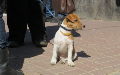 В Коми уголовник выкинул щенка из окна, животное хоронили соседские дети