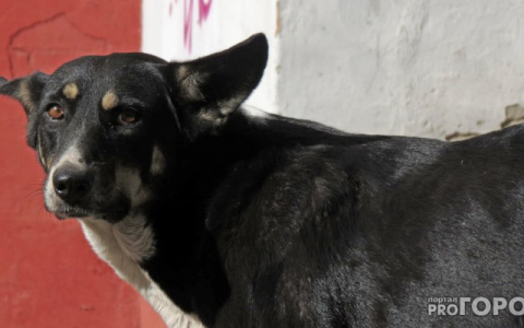 Мэрия объявила охоту на сыктывкарцев, которые выгуливают собак на набережной