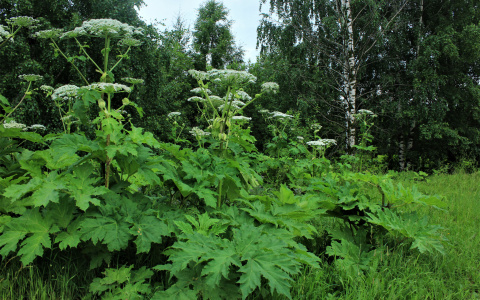 В Сыктывкаре на борьбу с борщевиком ежегодно тратят полмиллиона рублей