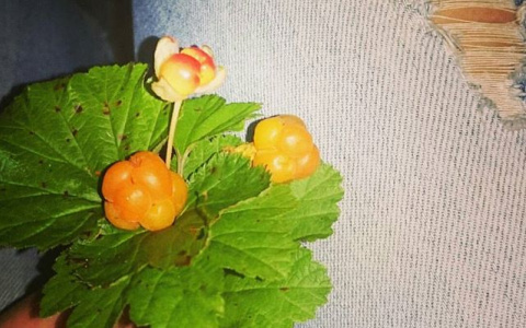 Царь-ягода Коми: лучшие фото морошки из социальных сетей