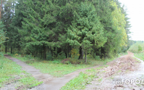 В Коми спасатели вывели двух бабушек из леса