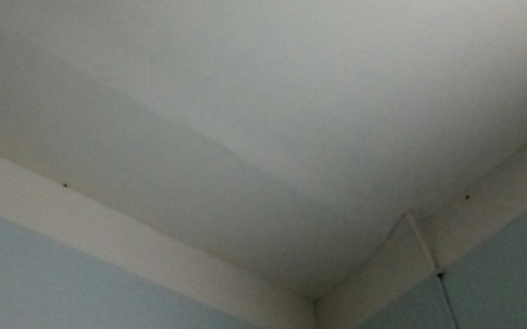 По спящим пациентам городской больницы Сыктывкара бегают тараканы