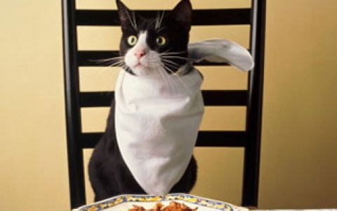 Топ-5 вкусностей для вашей кошки, которые можно купить в Сыктывкаре