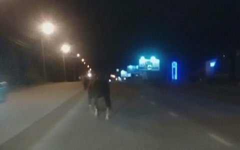 В Сыктывкаре по оживлённой трассе среди машин ежедневно скачут лошади (фото)