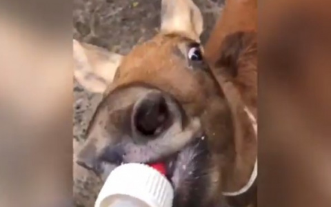 Лосиха облизала телефон главы Коми Сергея Гапликова (видео)