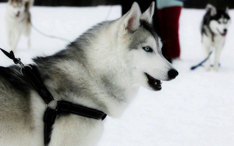 В Сыктывкаре сосед по даче жестоко зарубил хаски топором и снял это на видео (фото)