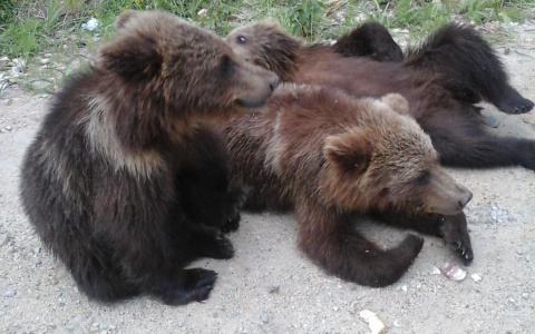 Сыктывкарские подростки убегали от медведя, наблюдавшего за ними из кустов