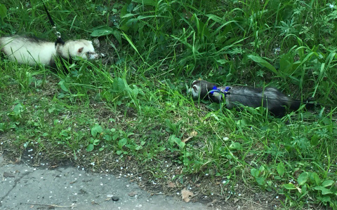 В Коми кошек и собак заменили домашними хорьками (фото)