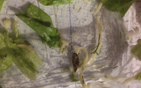 Сыктывкарка обнаружила мертвого таракана в салате, который заказала на дом (фото)