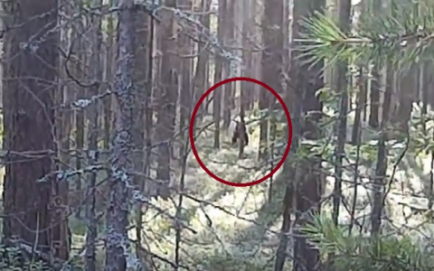 В Коми страйкболисты столкнулись с медведем (видео)