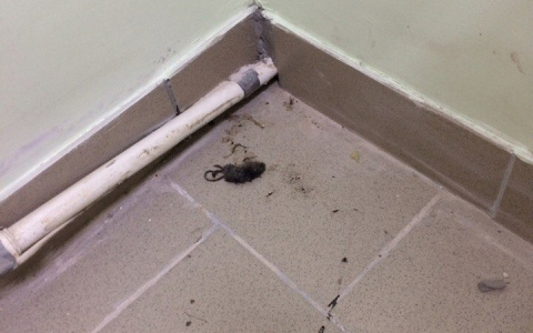 Покупатели одного из магазинов Коми сняли мертвую мышь, лежащую рядом с прилавком