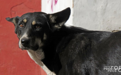 В Коми в картофельной яме на дачном участке застряла собака, которая кидалась на людей