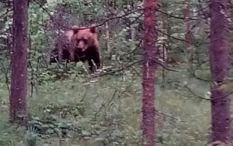 В Коми медведь устроил дикие пляски перед испуганными людьми (фото)