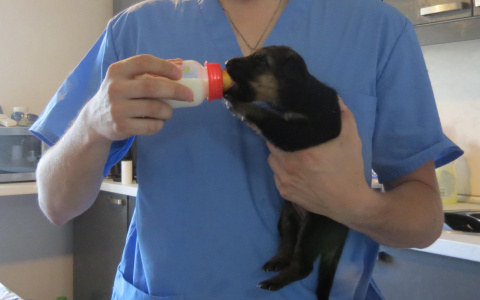 В Коми под бетонными плитами застрял щенок