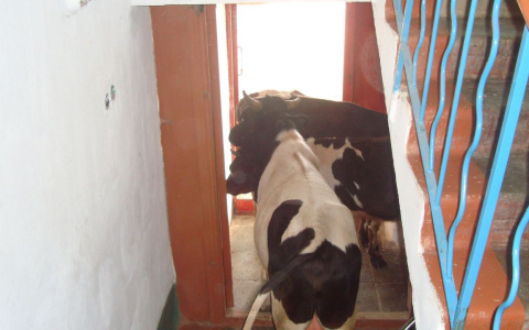 В Коми наглые коровы устроили стоянку в подъезде домов (фото)