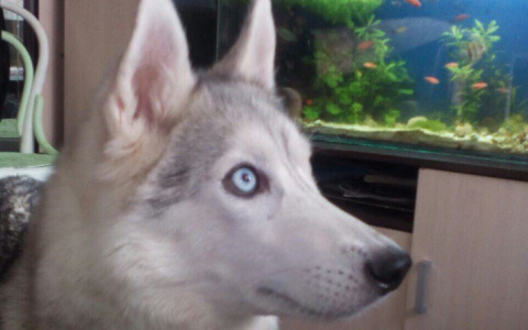 Мужчина, зарубивший хаски на дачах в Сыктывкаре: «Правда на моей стороне»