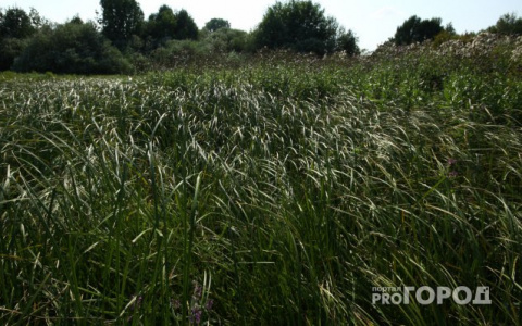 Погода в Сыктывкаре на 14 августа: проведем последние летние дни в душном офисе
