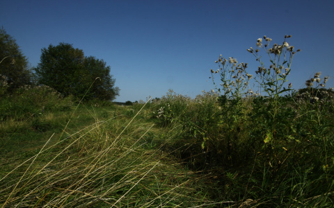 Сыктывкарца убила мотокоса накануне его дня рождения