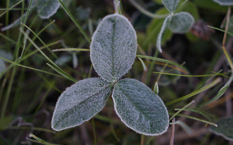 В Коми пришли заморозки: лучшие фото из соцсетей