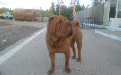 В Сыктывкаре хозяин оставил своего породистого пса в столовой