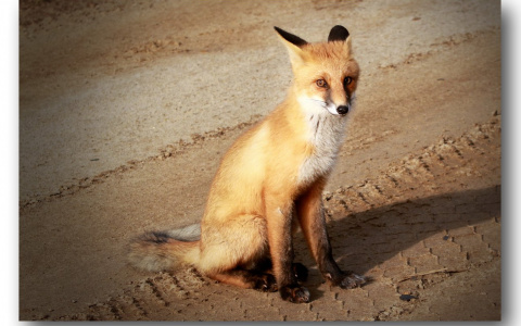 В Коми обнаружили самую милую лису-фотомодель (фото)