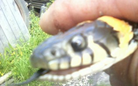 Жителей одного из сел Коми атаковали змеи