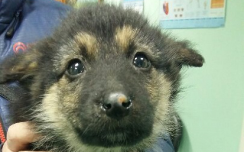 Зоозащитники из Коми бьют тревогу: щенка без трёх лап отдали в приют (фото)