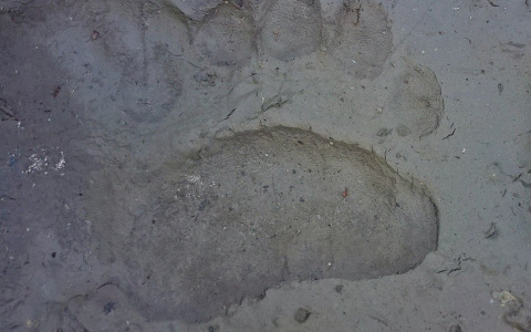 Житель Коми сфотографировал пугающий след медведицы